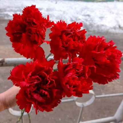 Букет из пяти красных гвоздик "Орден Красной Звезды"